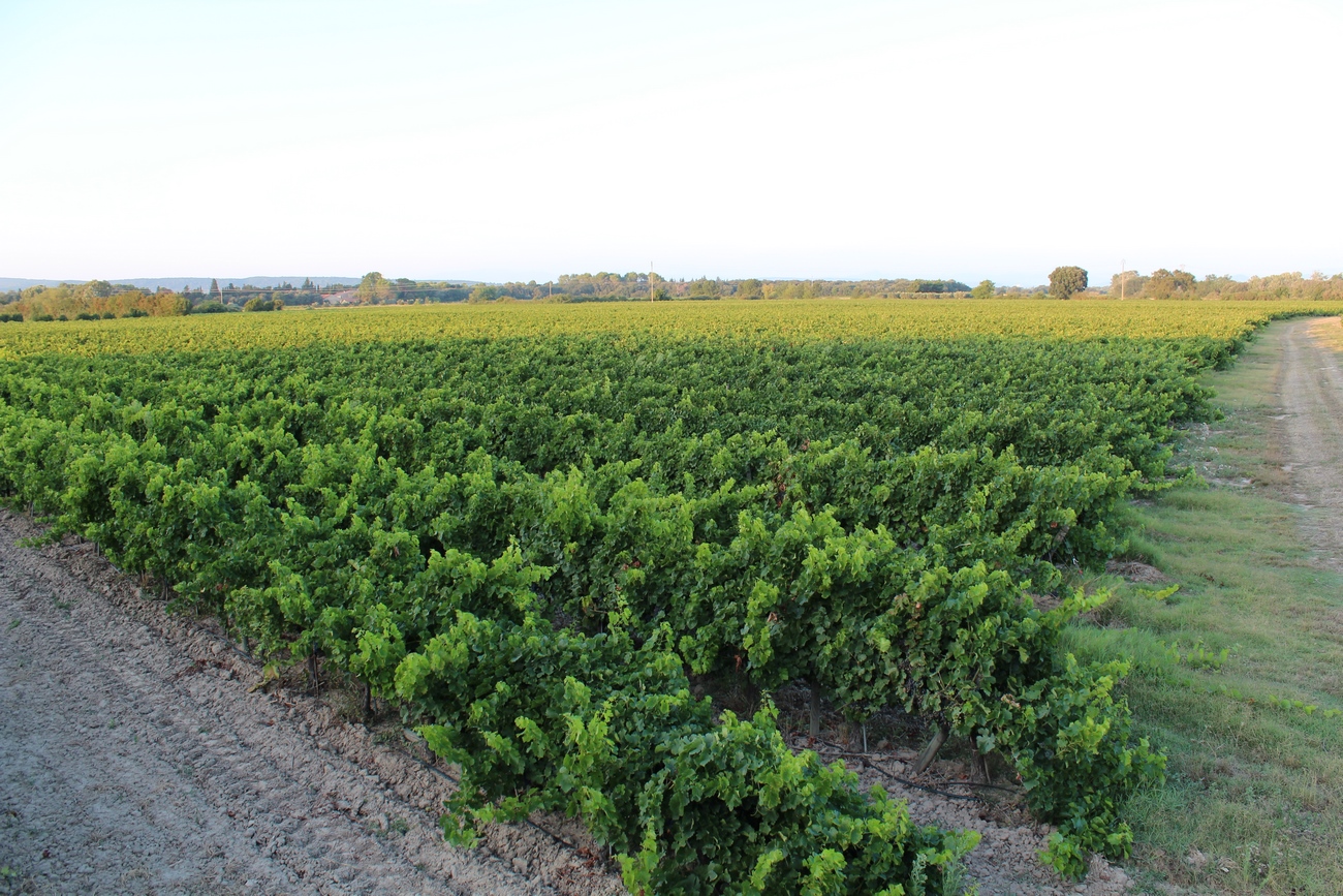 Vignoble à orange